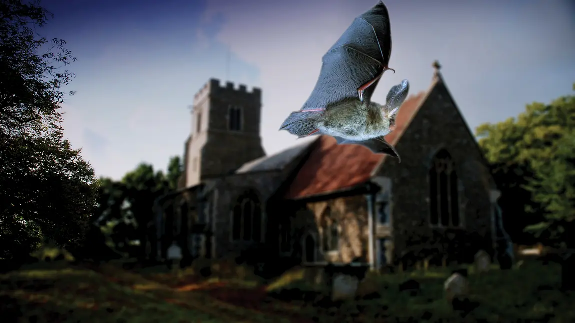 A bat flies past a church