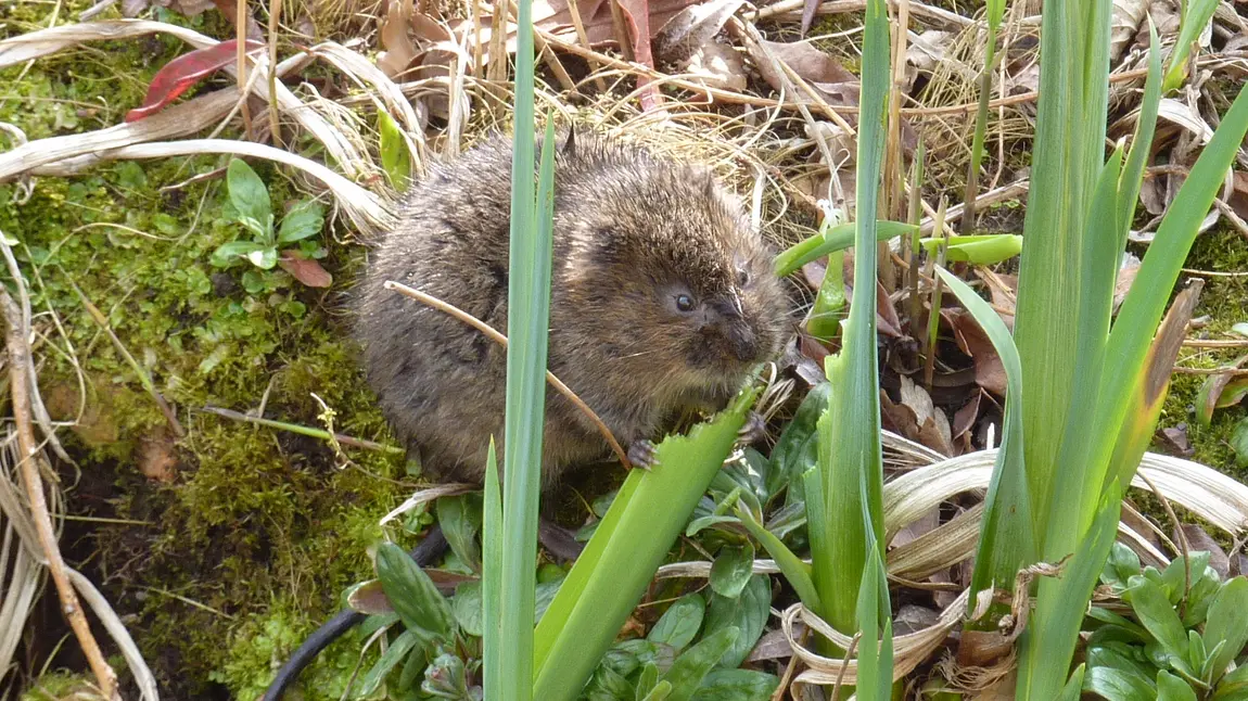 Picture of a water vole
