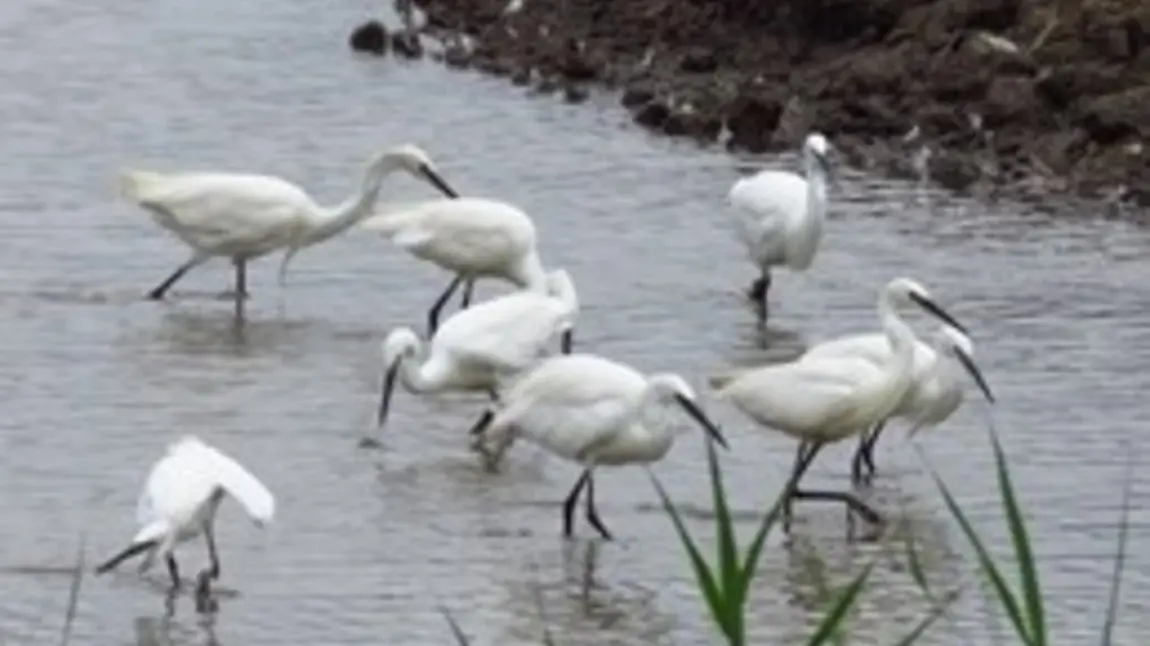 Little Egrets in the water at RSPB Blacktoft Sands