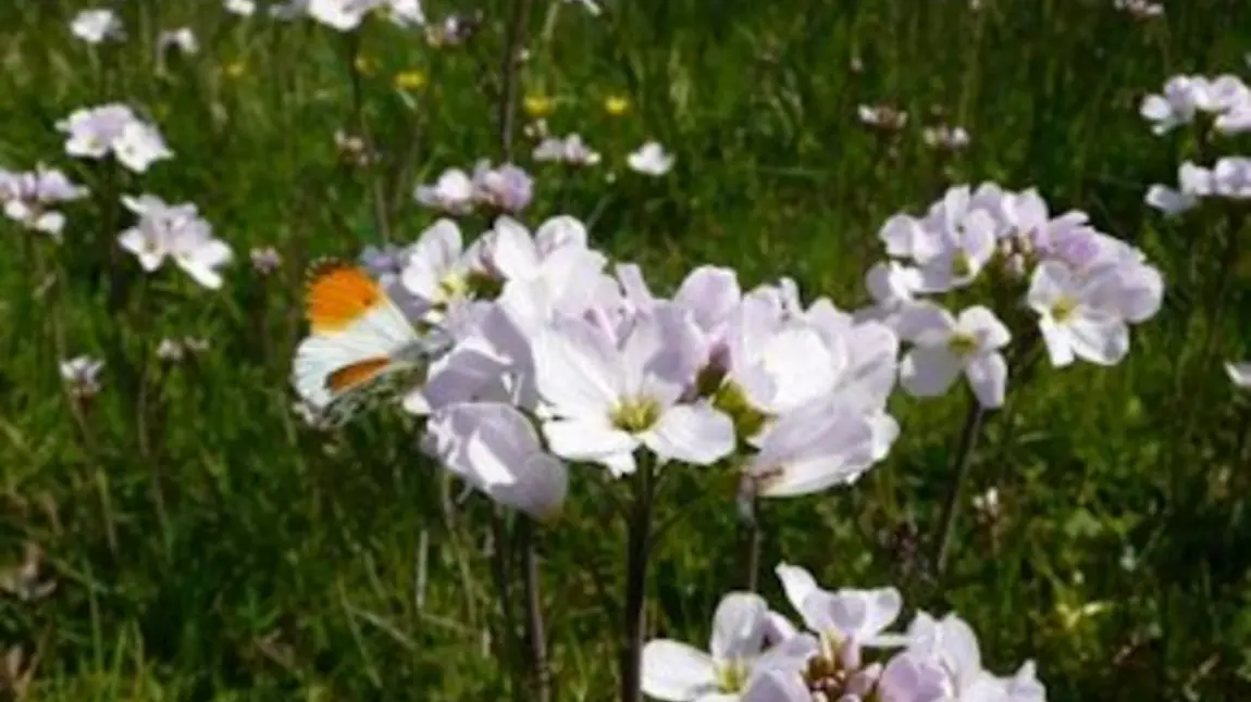 Orange tip butterfly on Ladys smock