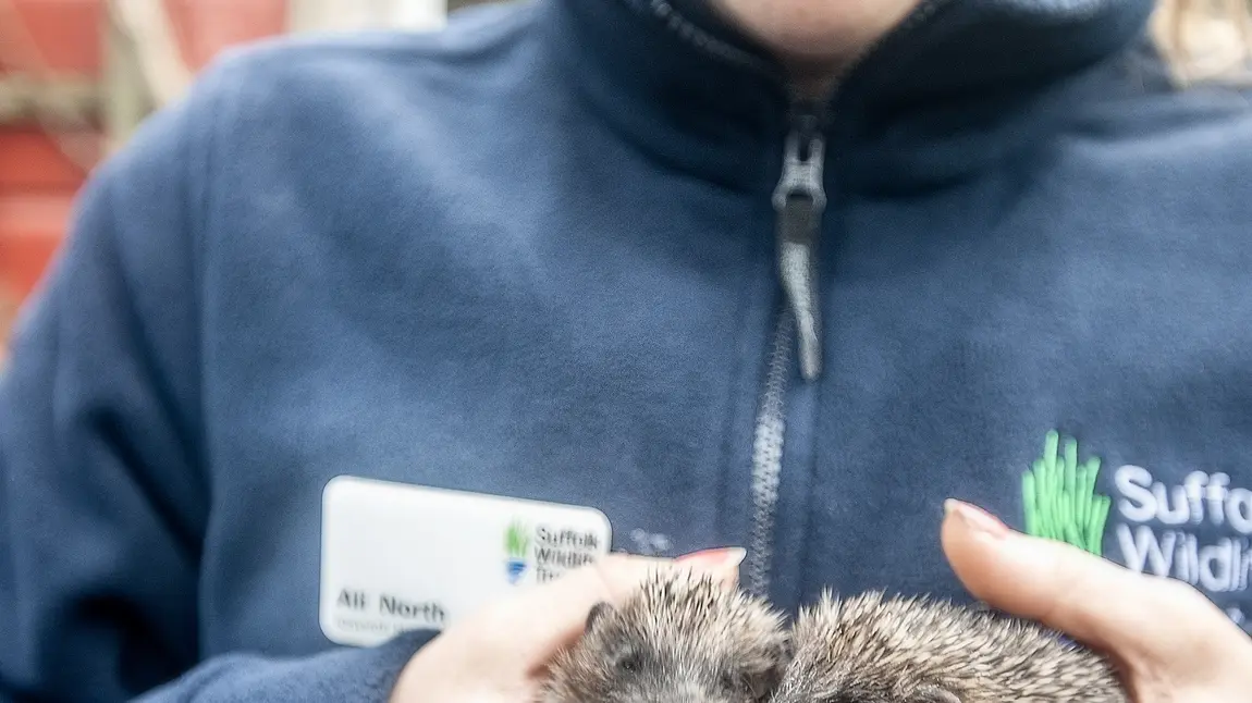 Ali holds two baby hedgehogs