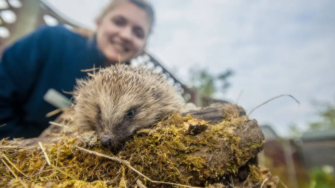 A hedgehog explores his new habitat