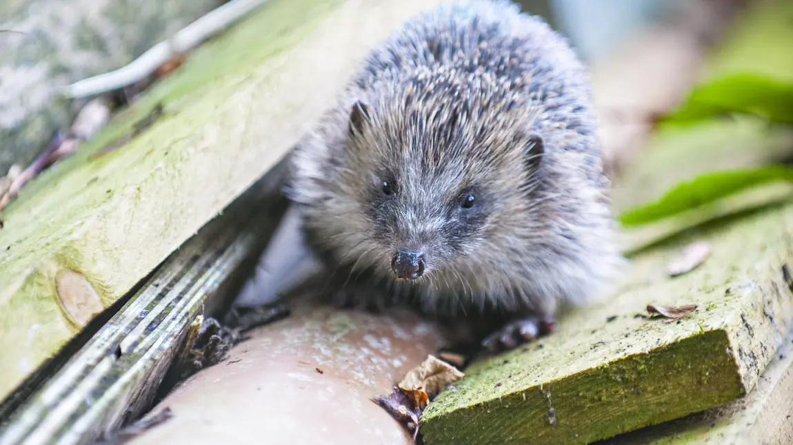 A hedgehog in its new habitat