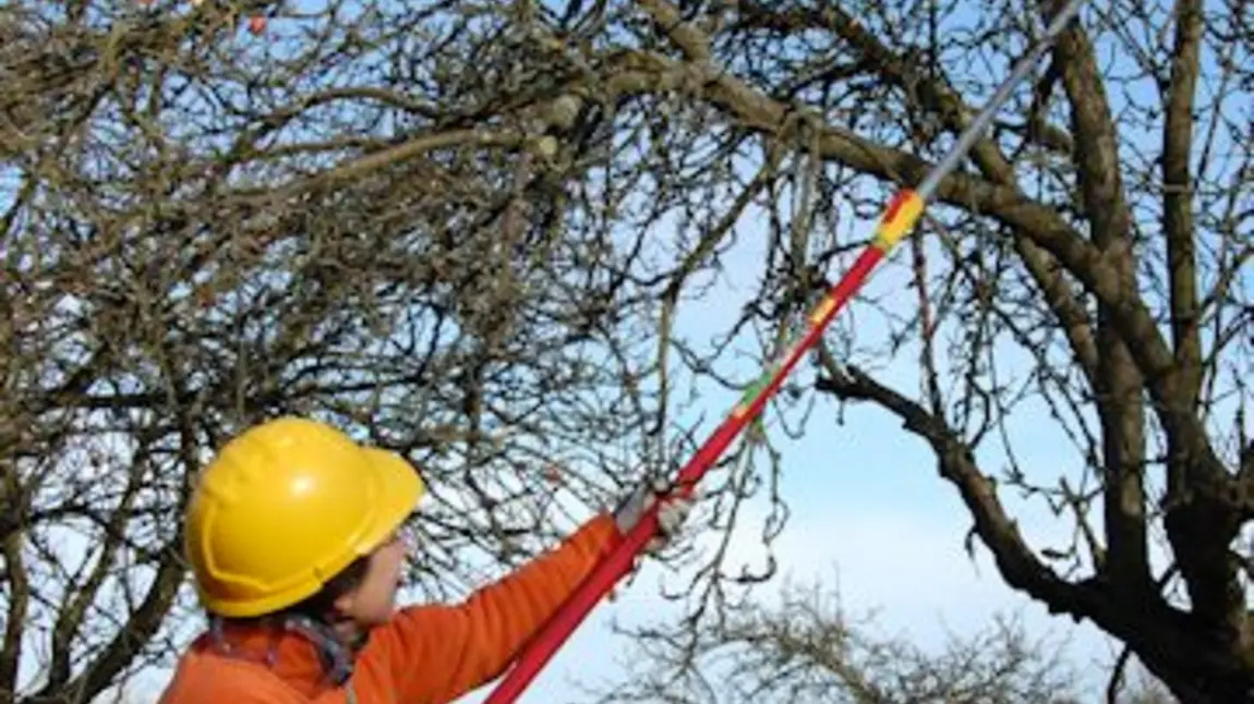 The hundredth urban orchard will be planted this winter