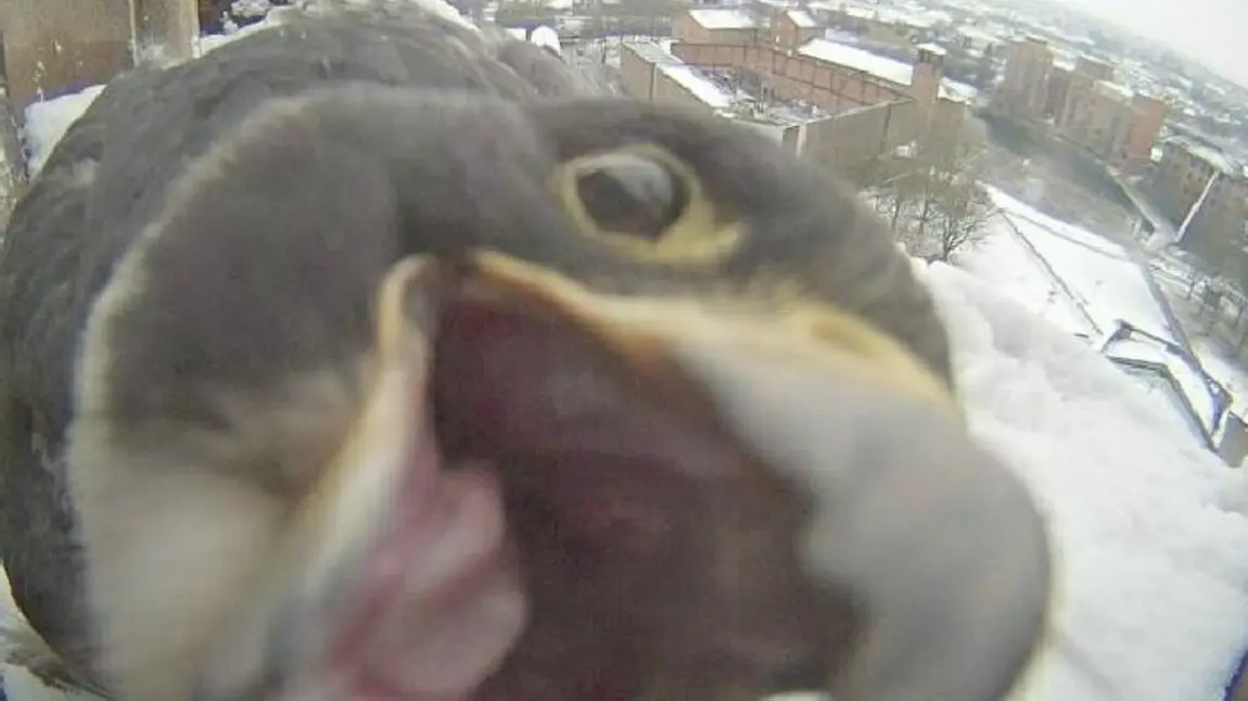 A peregrine captured on the webcam at Derby Cathedral