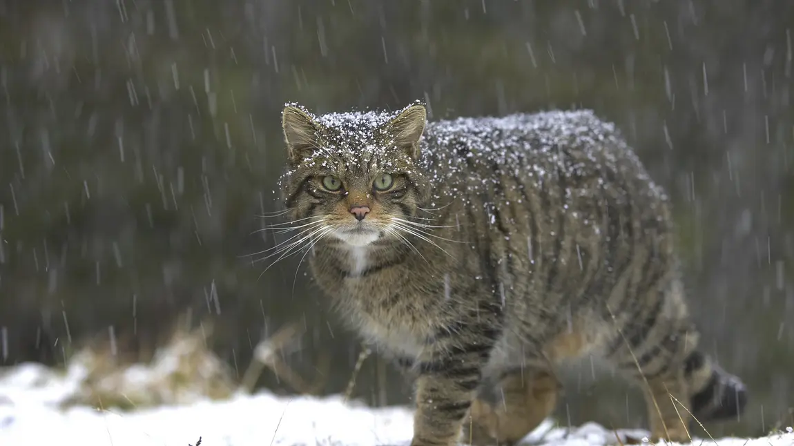 A wildcat prowling in the snow