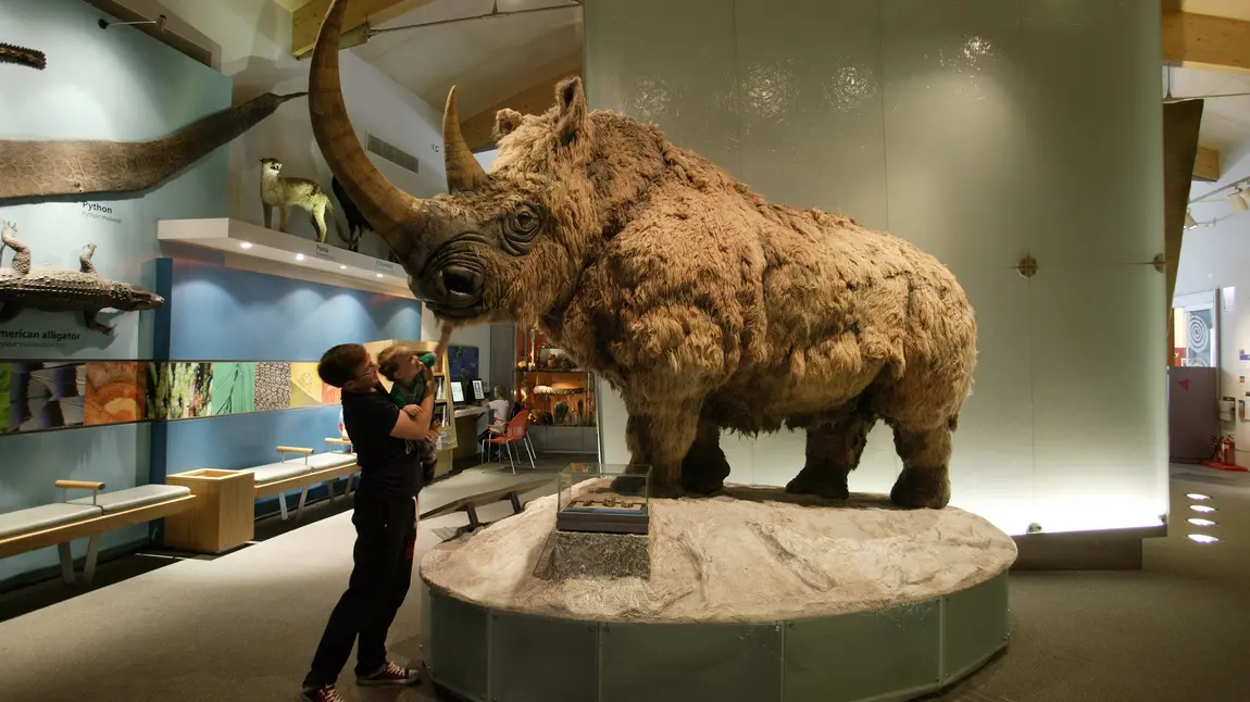 Woolly rhinoceros on display at Weston Park Museum